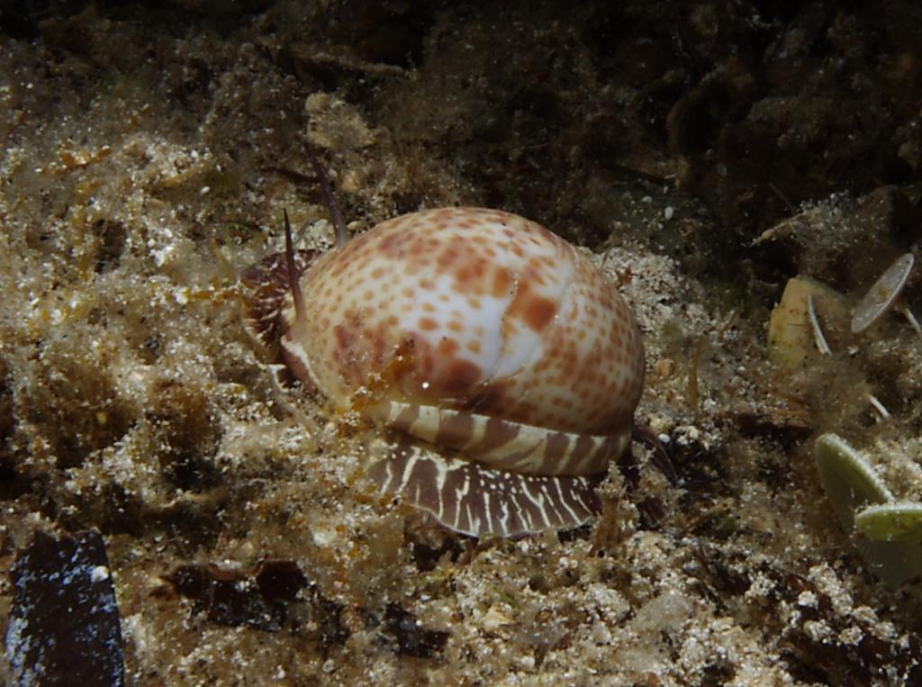 Natica hebraea (Martyn, 1784)
